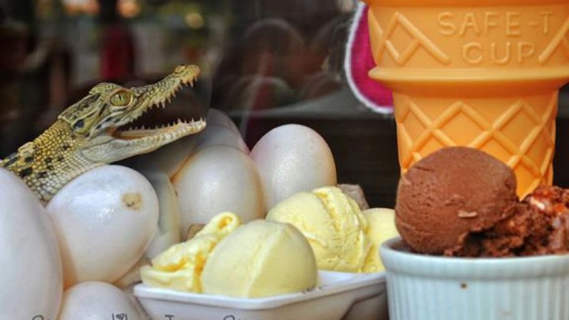 Would You Eat Crocodile Egg Ice Cream?  2