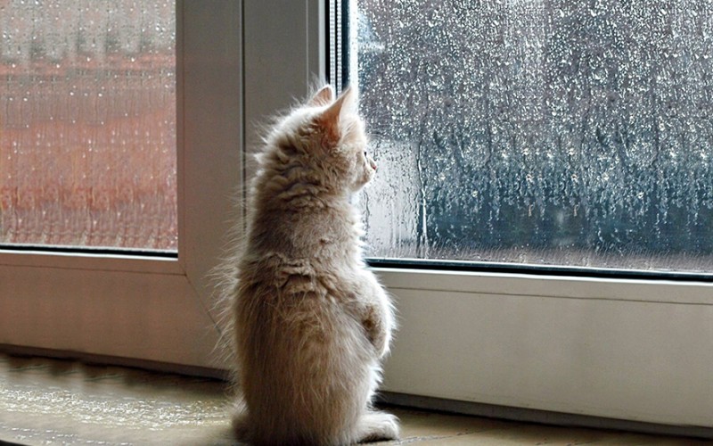 30 Melancholic Cats Waiting For Their Humans To Return 1