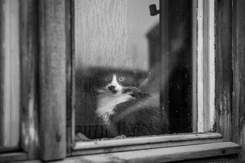 30 Melancholic Cats Waiting For Their Humans To Return 2