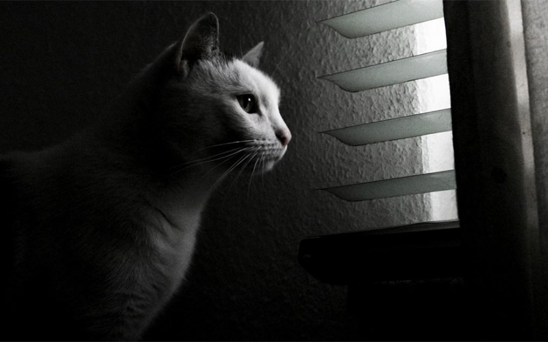 30 Melancholic Cats Waiting For Their Humans To Return 3