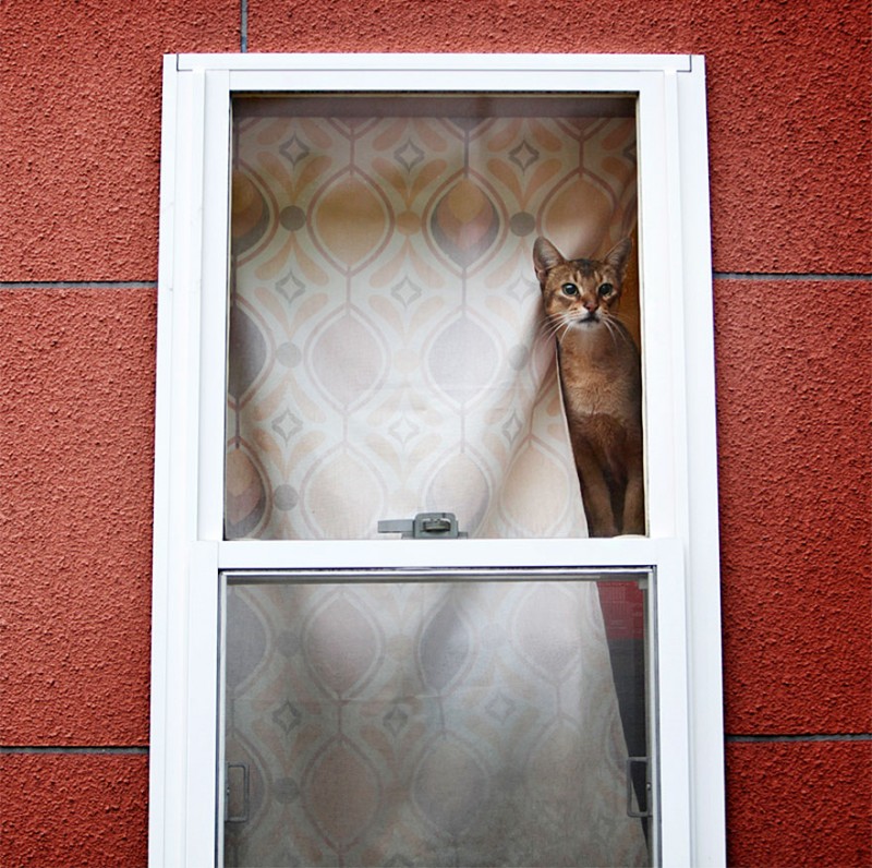 30 Melancholic Cats Waiting For Their Humans To Return 4