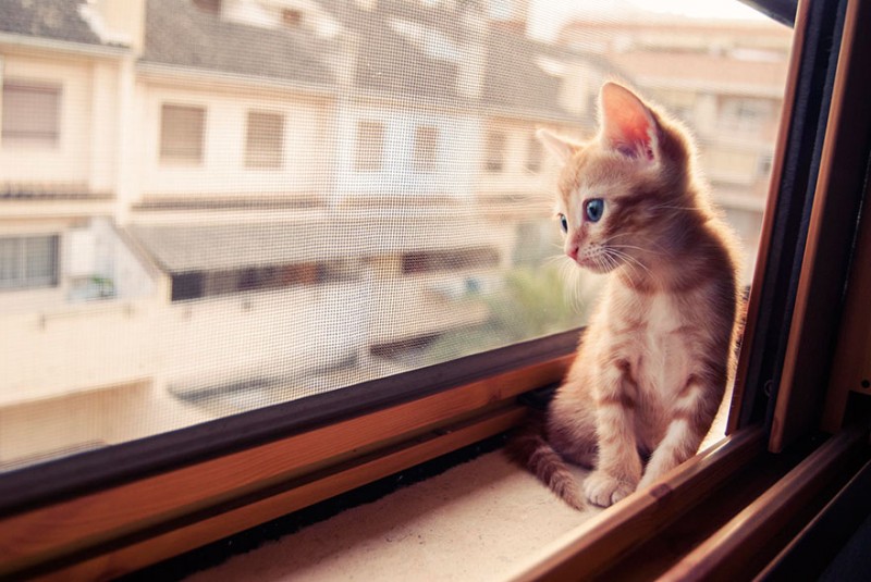 30 Melancholic Cats Waiting For Their Humans To Return 5