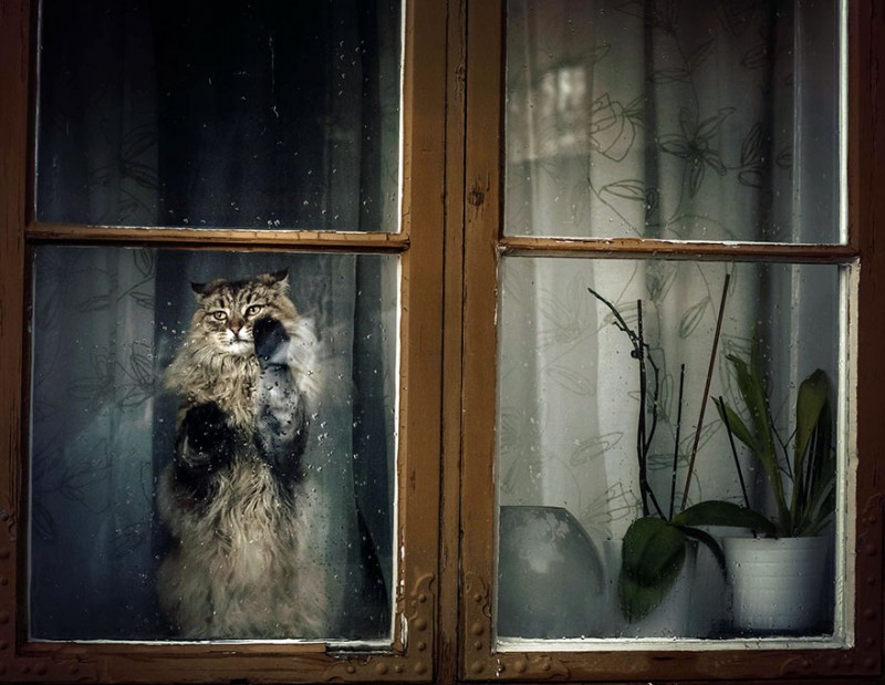 30 Melancholic Cats Waiting For Their Humans To Return 6