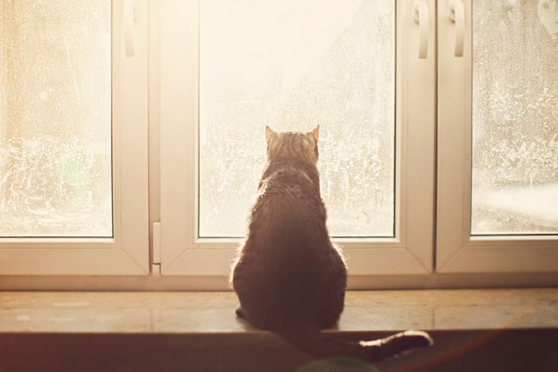 30 Melancholic Cats Waiting For Their Humans To Return 7