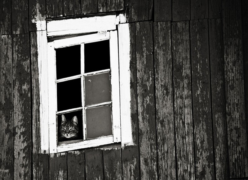 30 Melancholic Cats Waiting For Their Humans To Return 8