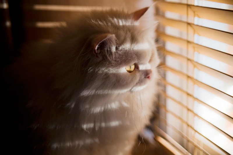 30 Melancholic Cats Waiting For Their Humans To Return 9