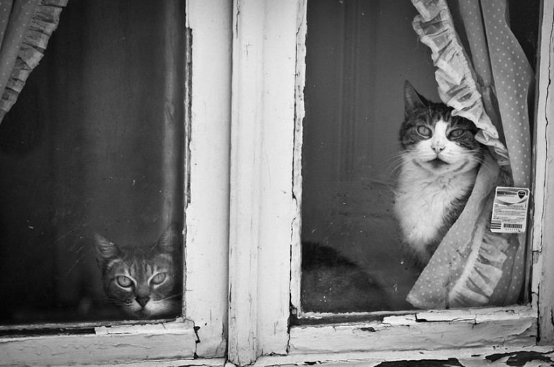 30 Melancholic Cats Waiting For Their Humans To Return 10