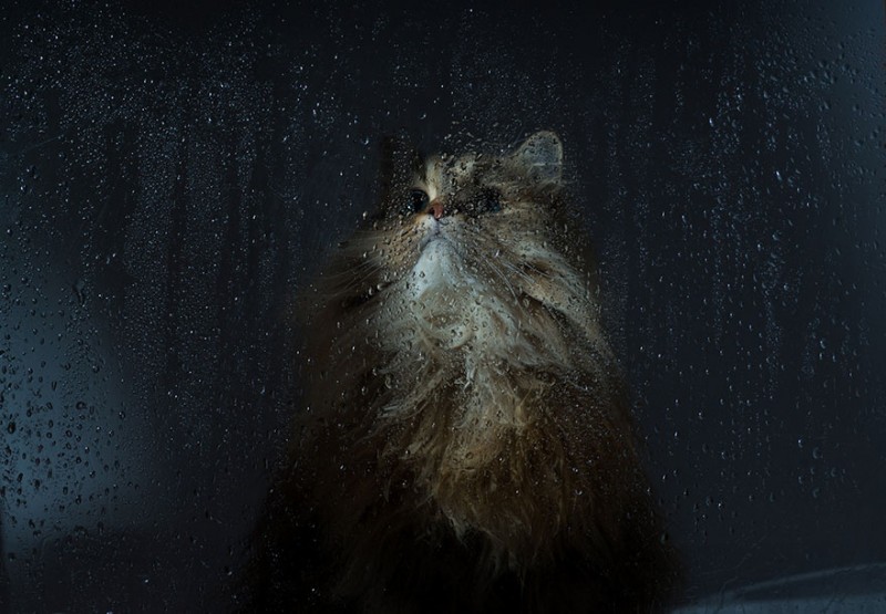 30 Melancholic Cats Waiting For Their Humans To Return 14
