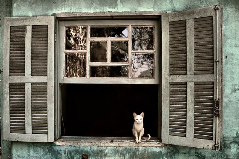 30 Melancholic Cats Waiting For Their Humans To Return 15