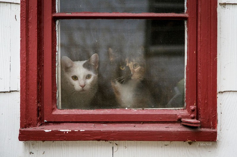 30 Melancholic Cats Waiting For Their Humans To Return 16