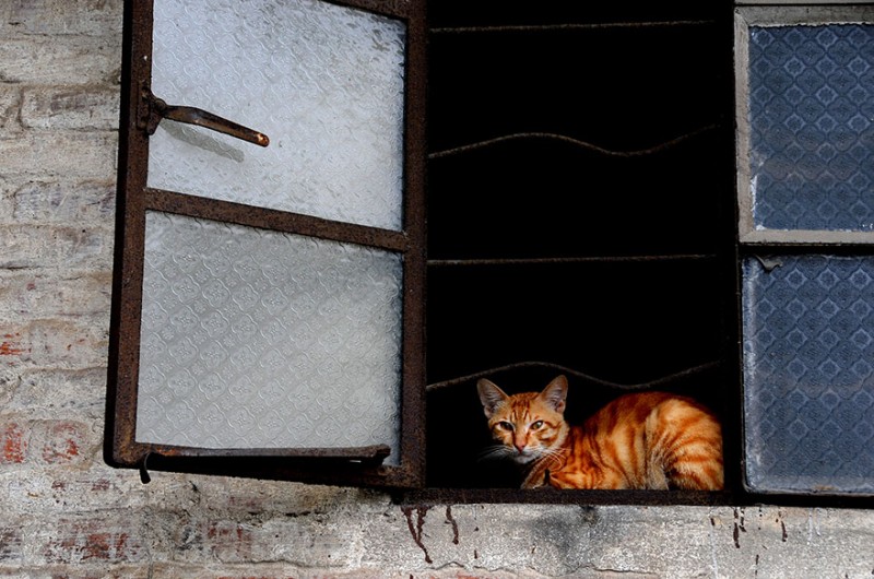 30 Melancholic Cats Waiting For Their Humans To Return 17