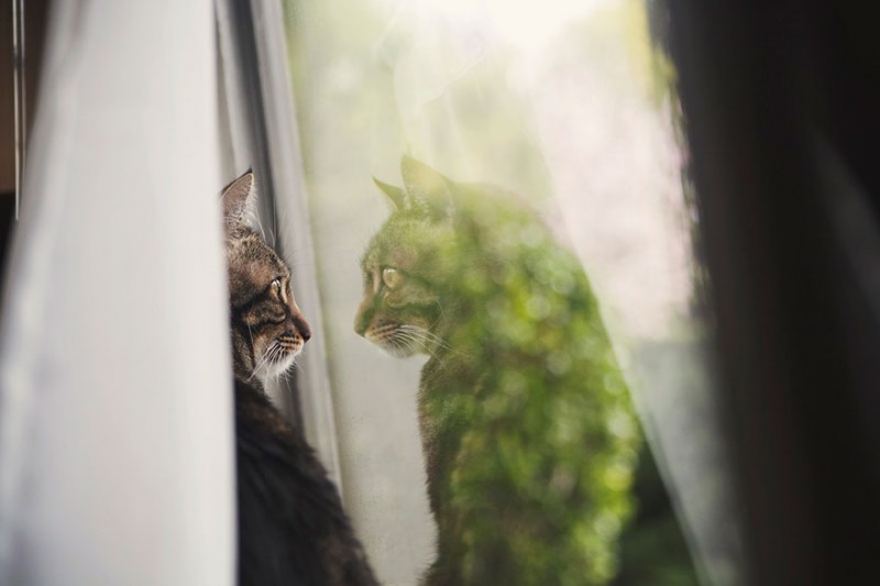 30 Melancholic Cats Waiting For Their Humans To Return 19