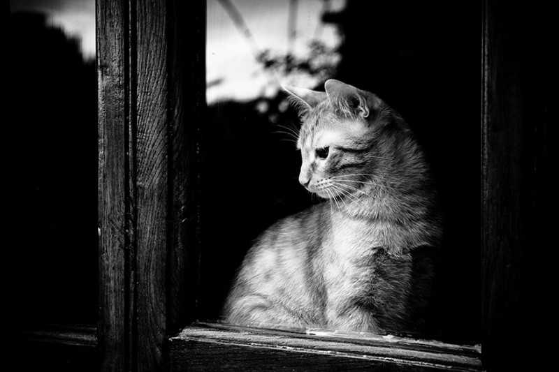 30 Melancholic Cats Waiting For Their Humans To Return 20