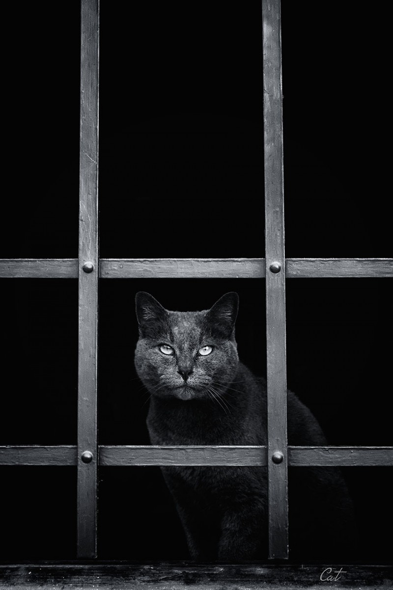 30 Melancholic Cats Waiting For Their Humans To Return 21