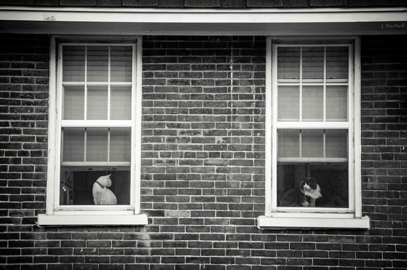 30 Melancholic Cats Waiting For Their Humans To Return 22