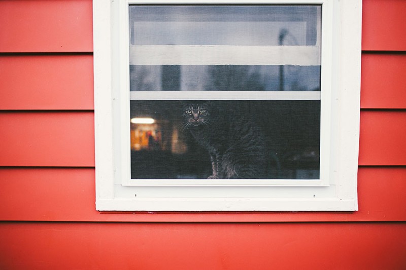 30 Melancholic Cats Waiting For Their Humans To Return 23