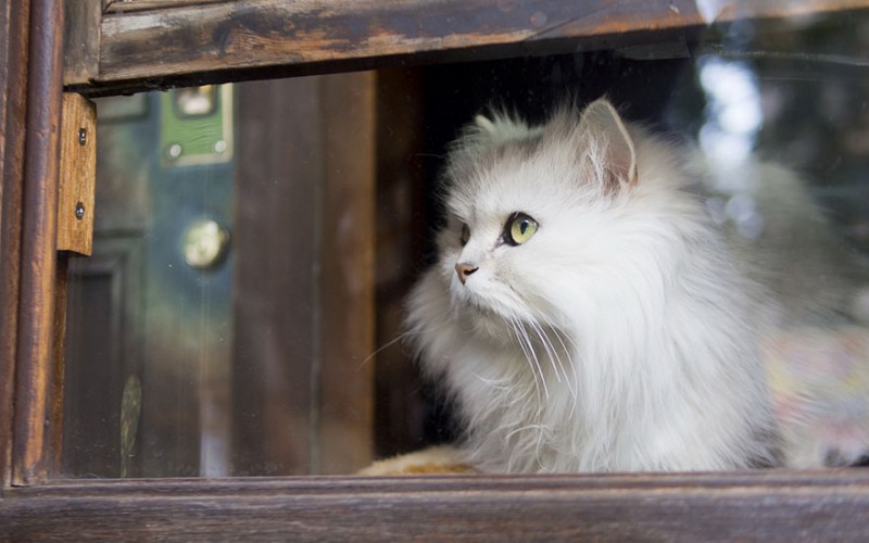 30 Melancholic Cats Waiting For Their Humans To Return 25