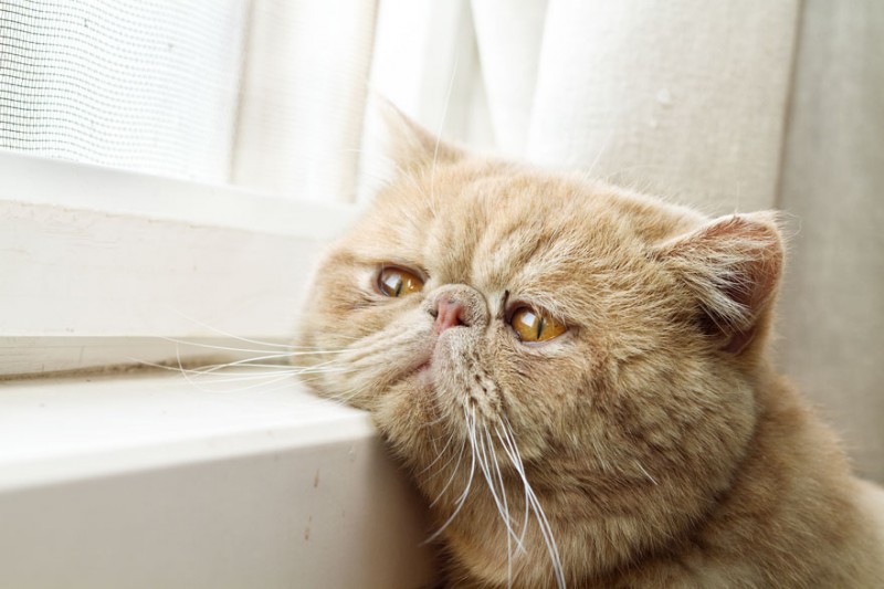 30 Melancholic Cats Waiting For Their Humans To Return 27