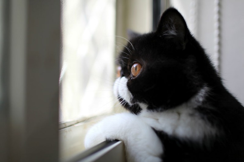 30 Melancholic Cats Waiting For Their Humans To Return 28