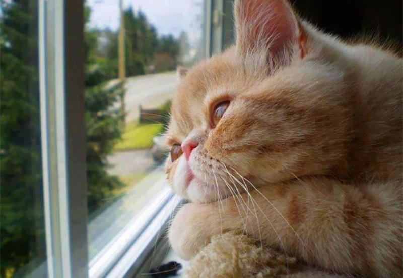 30 Melancholic Cats Waiting For Their Humans To Return 30