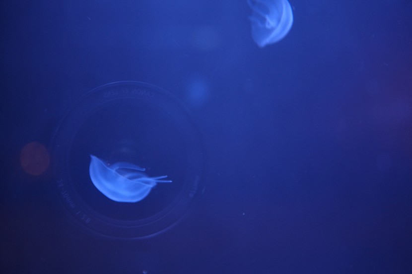 A Jellyfish Tank in Liverpool 3