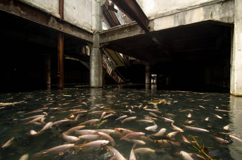 Abandoned Bangkok Shopping Mall Hides a Fishy Secret  3