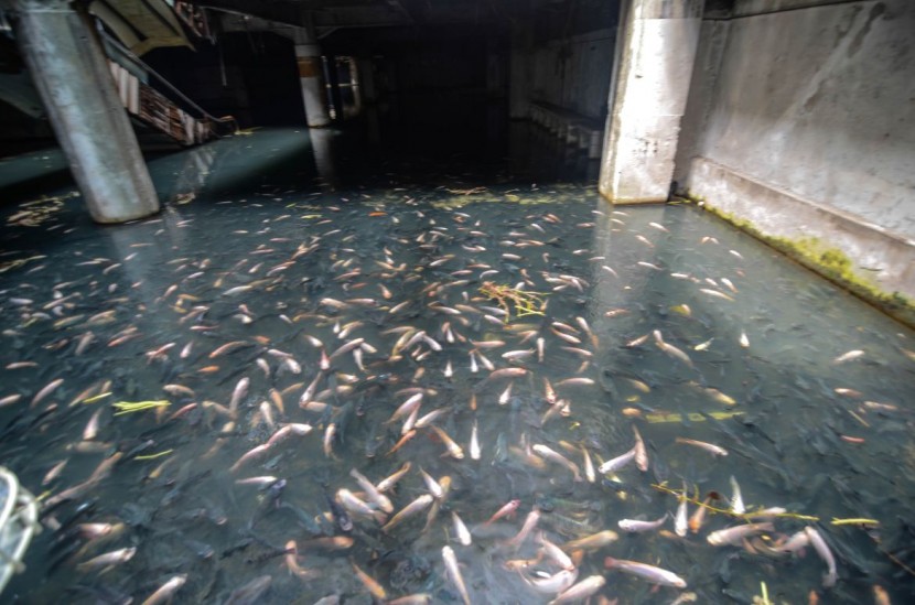 Abandoned Bangkok Shopping Mall Hides a Fishy Secret  4