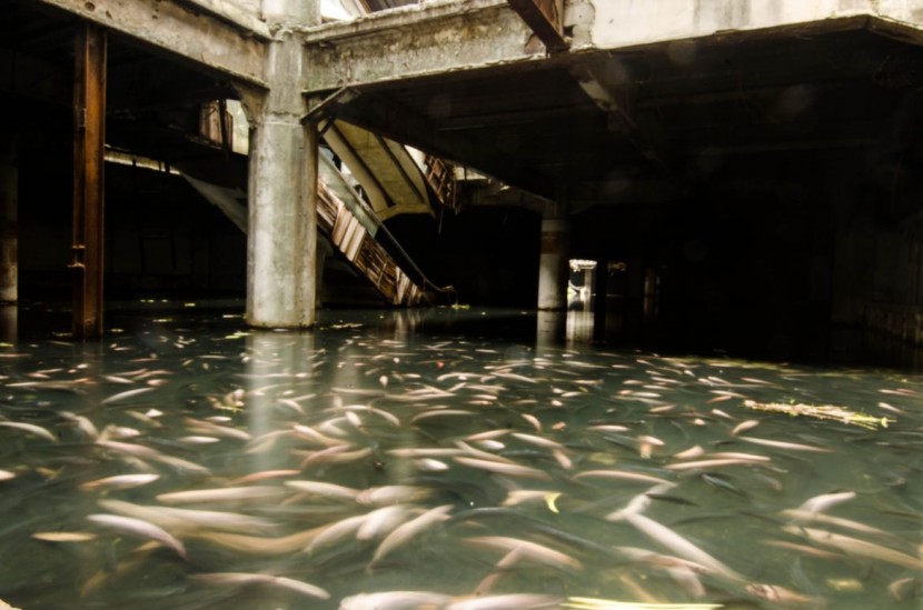 Abandoned Bangkok Shopping Mall Hides a Fishy Secret  5