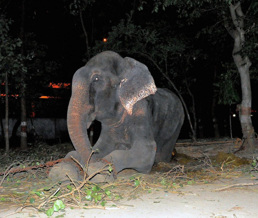 大象也有人類的情感，在牠獲救那一刻牠竟然留下了眼淚 1