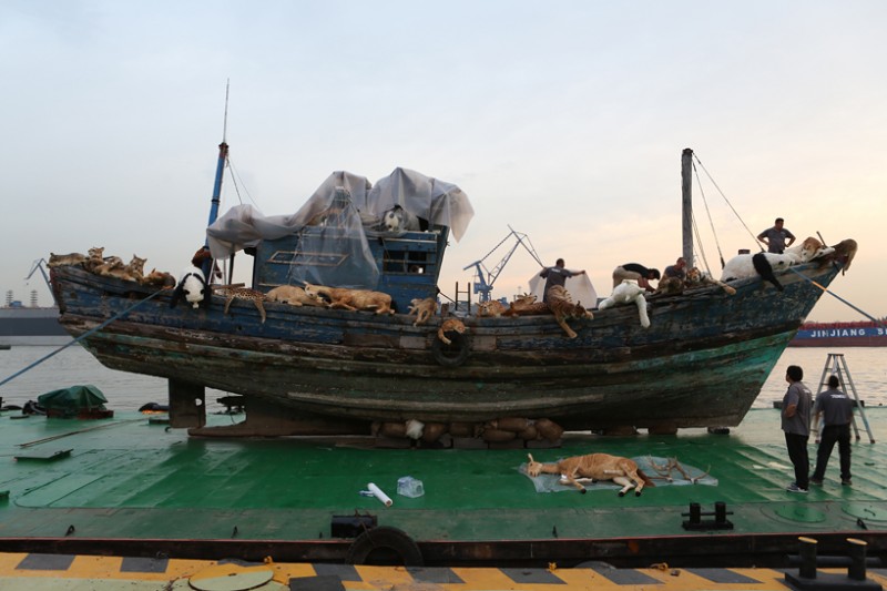 cai guo qiang sends 99 animals aboard the ninth wave in shanghai 3