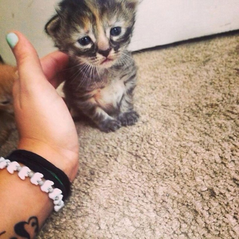 Grumpy Cat 的新朋友 Purrmanently Sad Cat (傷心貓) 1