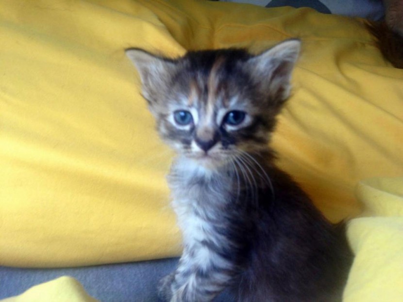 Grumpy Cat 的新朋友 Purrmanently Sad Cat (傷心貓) 4