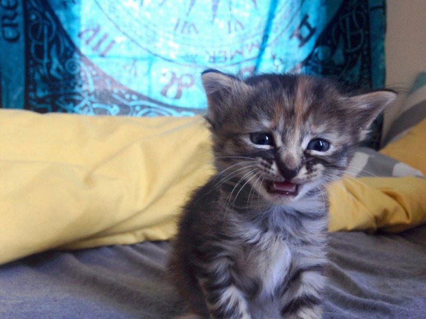 Grumpy cat的新朋友Purrmanently Sad Cat(傷心貓) 2