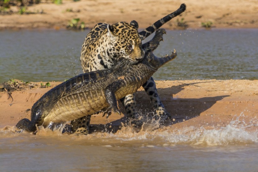 The Past Year's Most Spectacular Wildlife Photographs 4