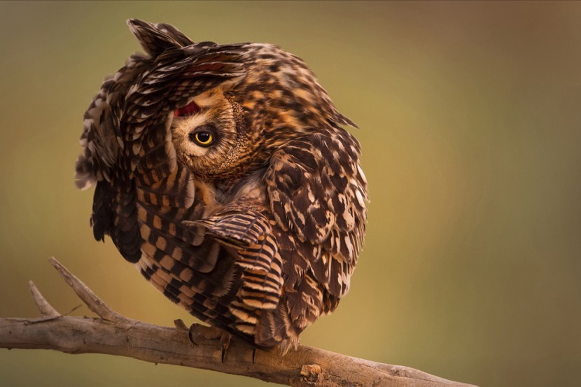 The Past Year's Most Spectacular Wildlife Photographs 11