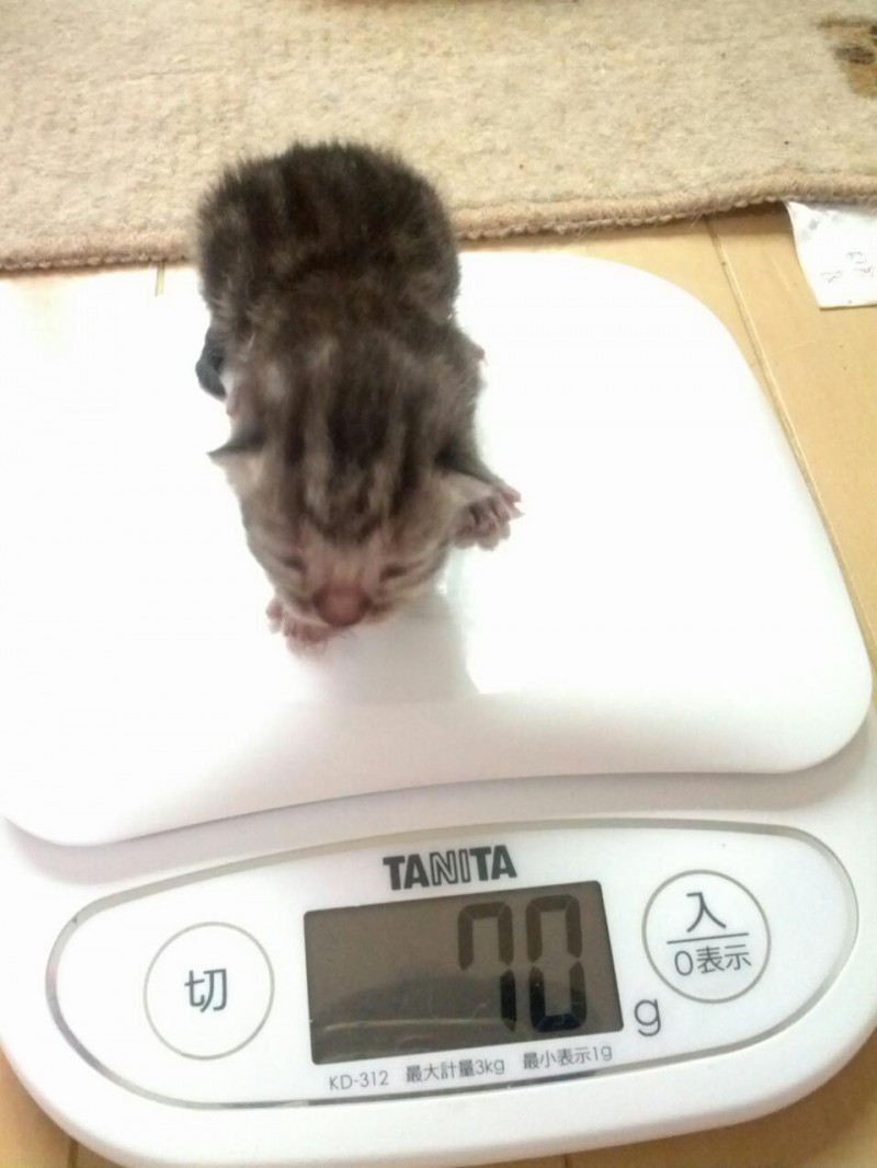 Twitter user weighs growing kitten over a series of weeks, documents with insanely cute photos 2