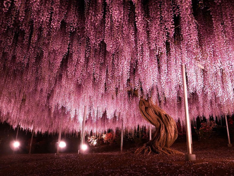 16 Of The Most Magnificent Trees In The World 1