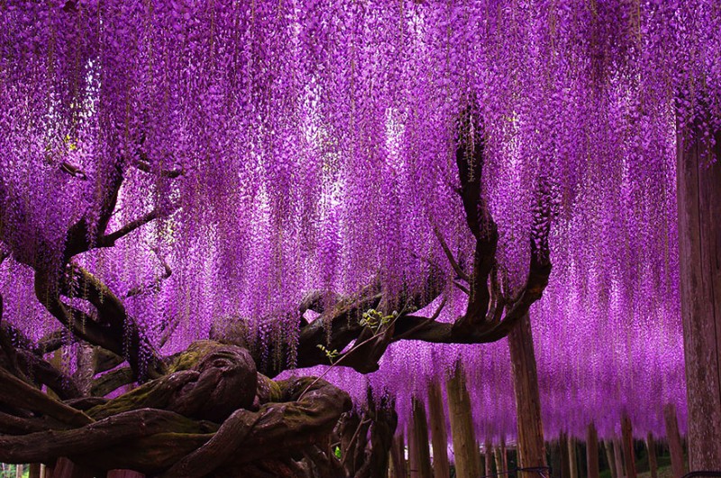 16 Of The Most Magnificent Trees In The World 2