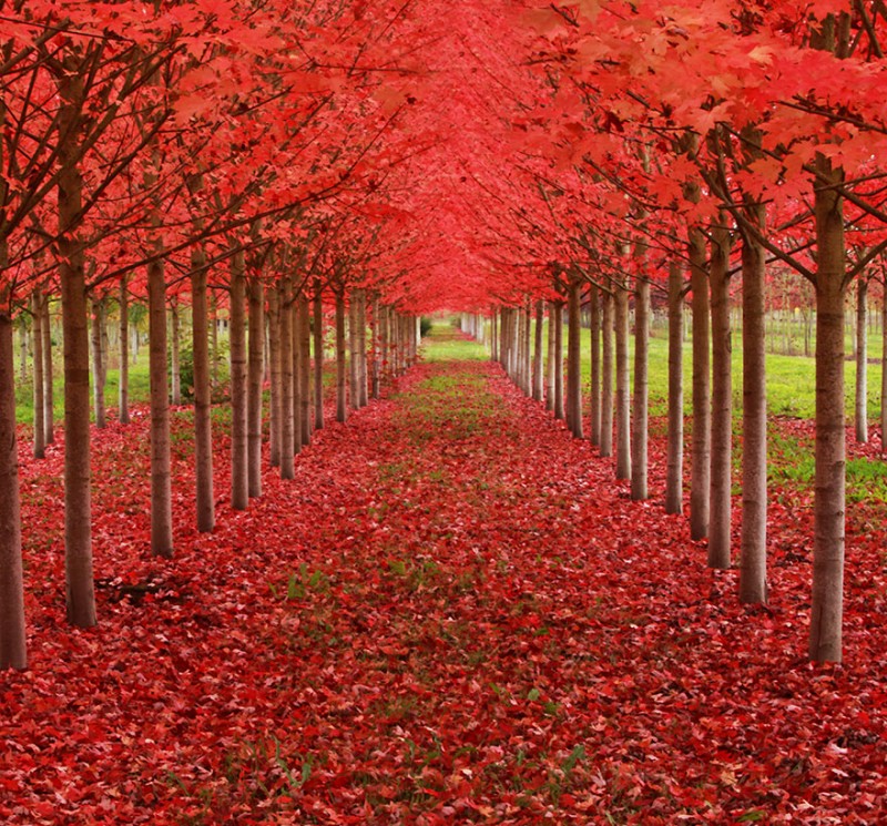 16 Of The Most Magnificent Trees In The World 4