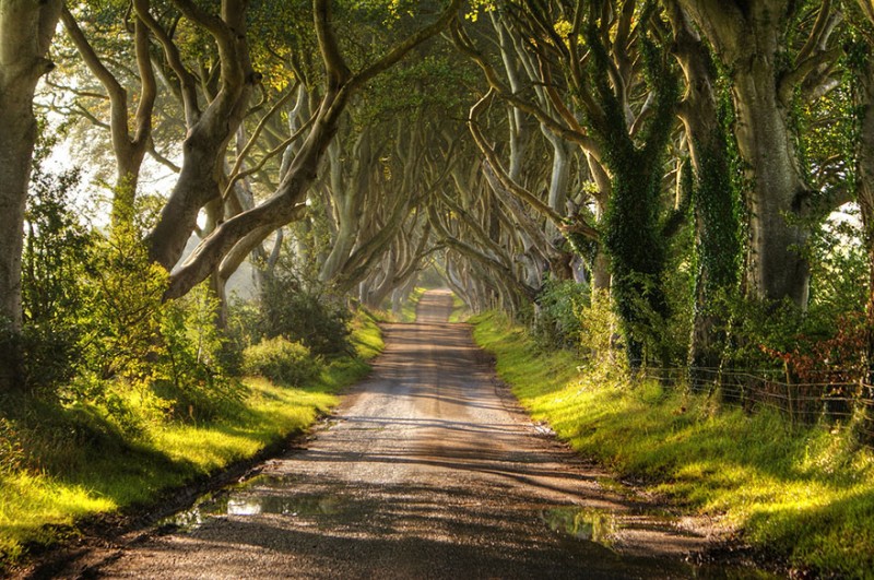 16 Of The Most Magnificent Trees In The World 6