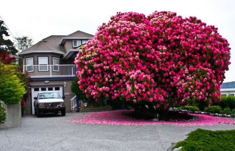 16 Of The Most Magnificent Trees In The World 7