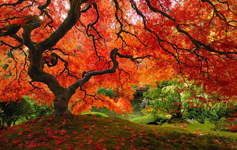 16 Of The Most Magnificent Trees In The World 8