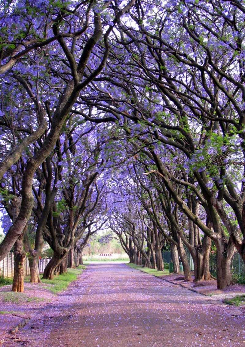 16 Of The Most Magnificent Trees In The World 9
