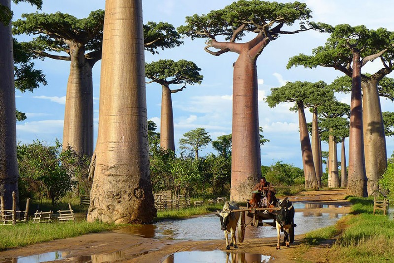 16 Of The Most Magnificent Trees In The World 10