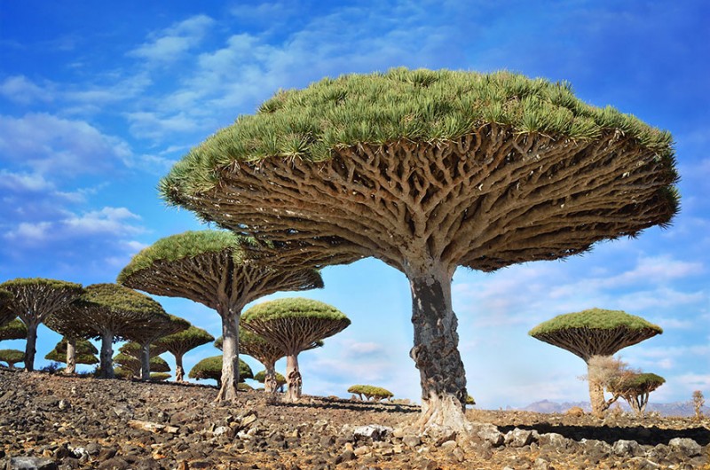 16 Of The Most Magnificent Trees In The World 11