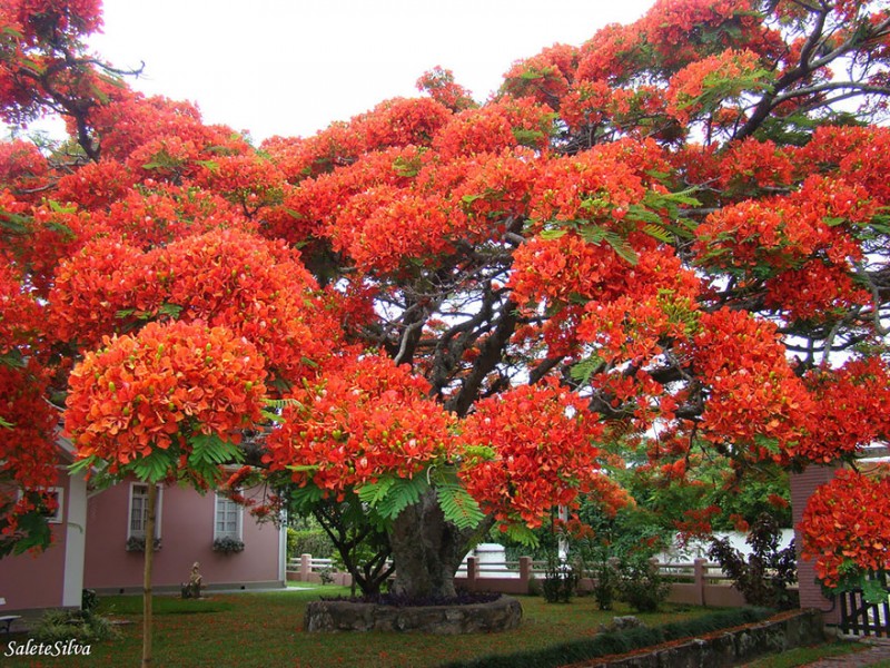 16 Of The Most Magnificent Trees In The World 12