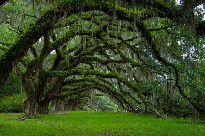 16 Of The Most Magnificent Trees In The World 13