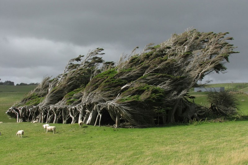 16 Of The Most Magnificent Trees In The World 14