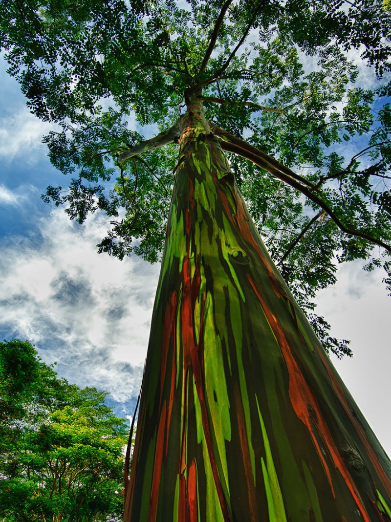 16 Of The Most Magnificent Trees In The World 15