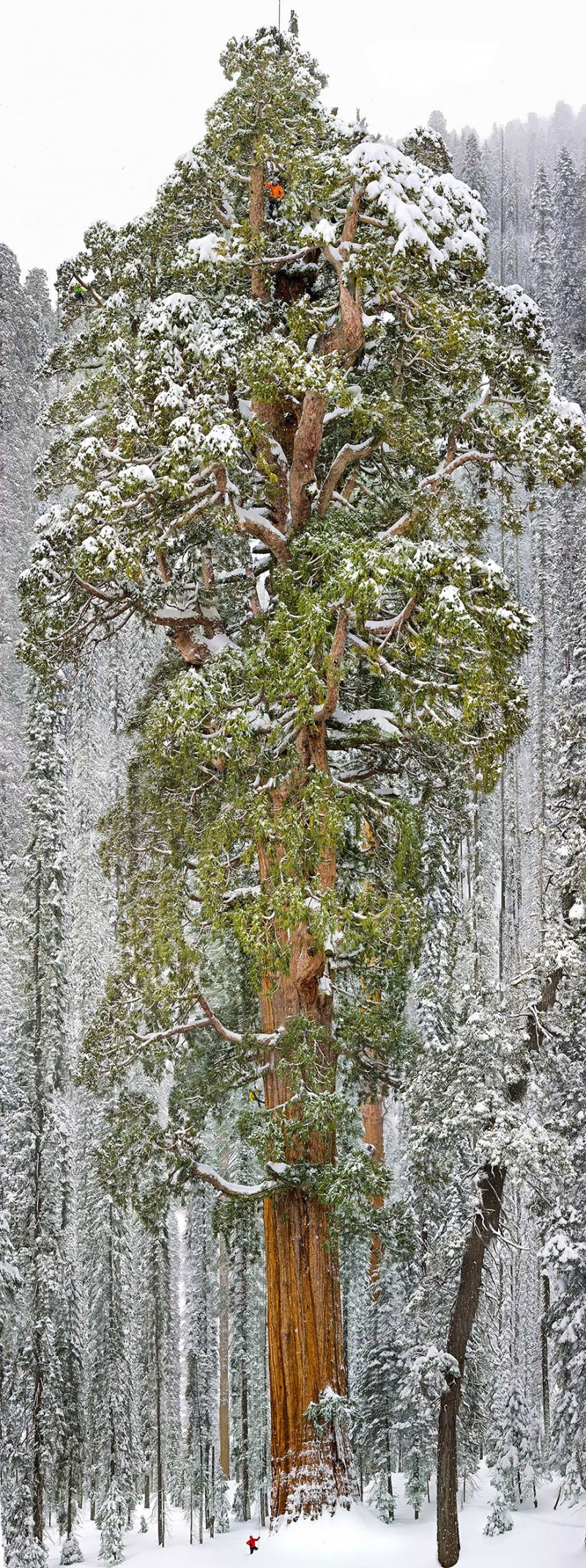 16 Of The Most Magnificent Trees In The World 17